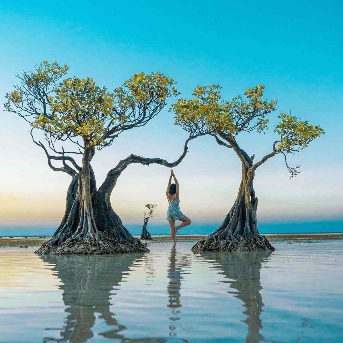 Walakiri Beach mangrove trees at sunset, Sumba