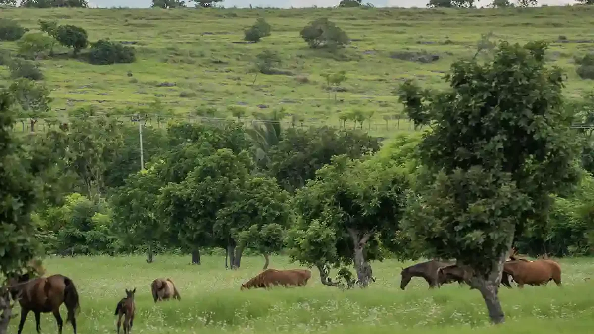 Sustainable and ethical travel with a Sumba concierge